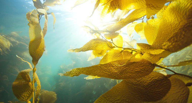 ¿Qué es el caviar de algas marinas?