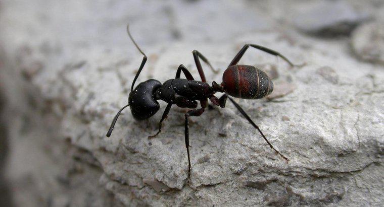 ¿Cuántas patas tienen las hormigas?