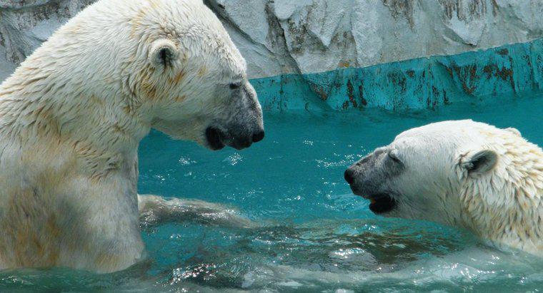 ¿Los osos polares viven en el Polo Norte?