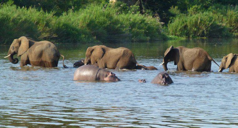 ¿Quién gana en una pelea de hipopótamos contra elefantes?