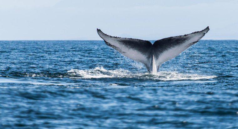 ¿Cuánto tiempo han estado las ballenas en la Tierra?