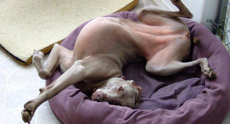 ¿Por qué los perros raspan sus camas antes de acostarse?