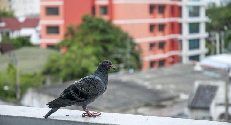 ¿Es legal usar veneno en las palomas?