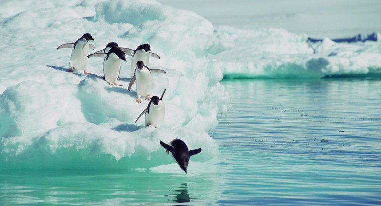 ¿Qué animales comen pingüinos?