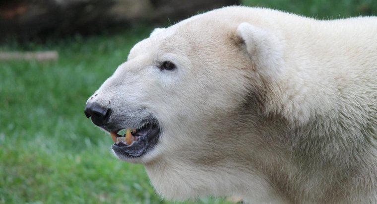 ¿Cuánto tiempo viven los osos polares?