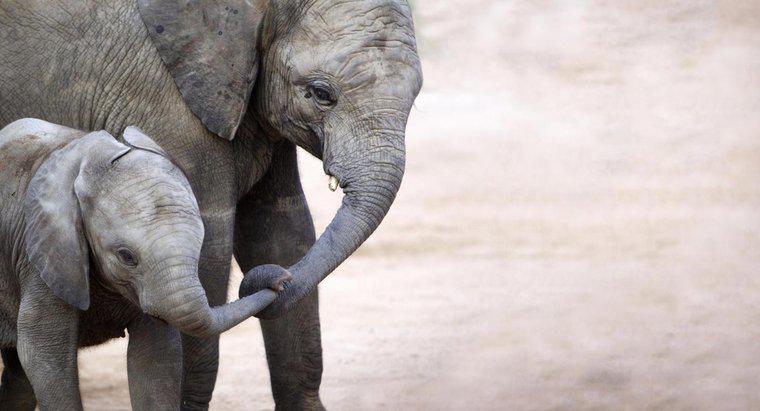 ¿Cuánto pesa un bebé elefante al nacer?