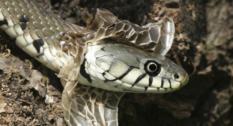 ¿Con qué frecuencia las serpientes arrojan?