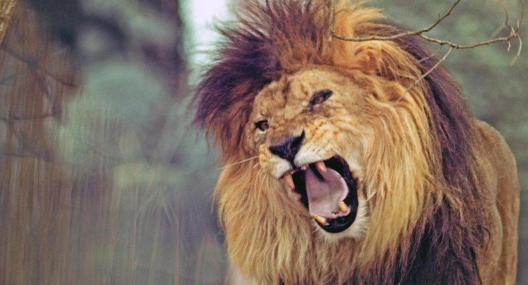 ¿Cuántos dientes tiene un león?