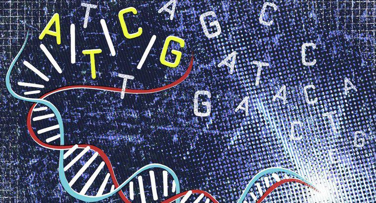 ¿Dónde se ubican los genes?