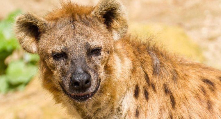 ¿Los leones comen hienas?