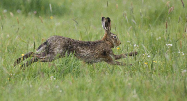 ¿Qué son los depredadores naturales de un conejo?