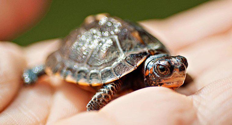 ¿Cuál es el significado simbólico de una tortuga?