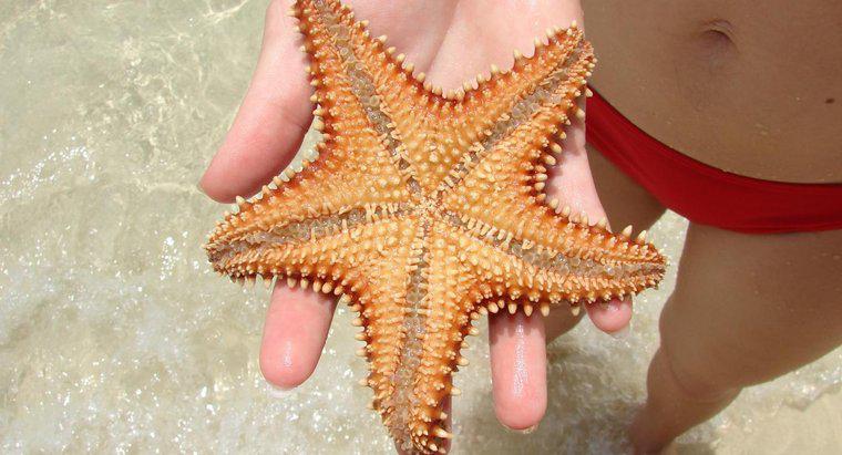 ¿Dónde viven las estrellas de mar?