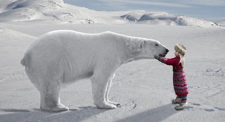 ¿Cuáles son algunos datos interesantes sobre el Ártico para los niños?