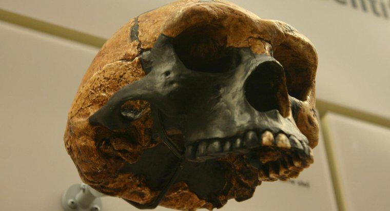 ¿Cuáles son las principales diferencias entre el Homo Erectus y el Australopithecus?