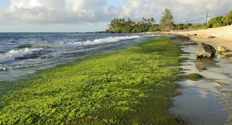 ¿Cómo se forman las algas?