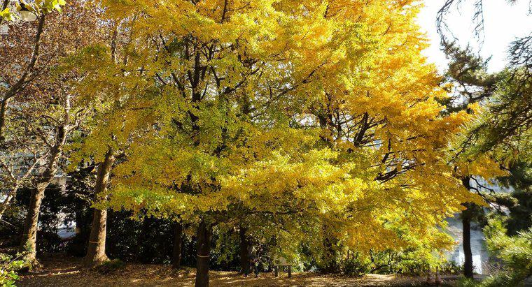 ¿Qué es un árbol maidenhair?
