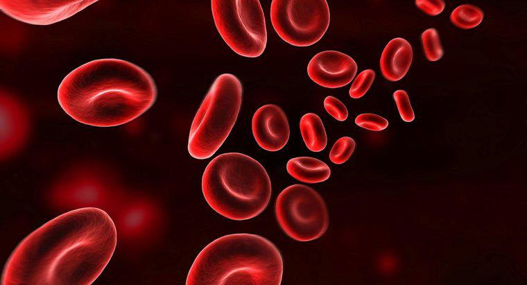 ¿Cómo transporta el oxígeno la hemoglobina?