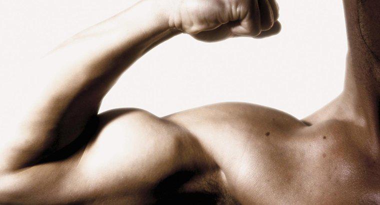 ¿Cuáles son los síntomas de un músculo bíceps roto?