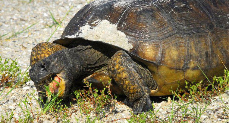 ¿Cuánto tiempo puede vivir una tortuga sin comida?