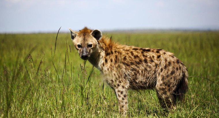 ¿Qué tipo de comida comen las hienas?