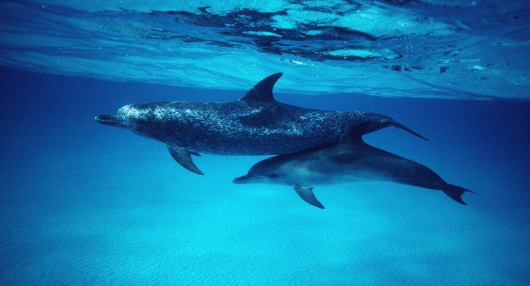 ¿Cómo se llaman los delfines bebés?