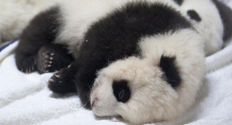¿Cuánto pesa un panda recién nacido?