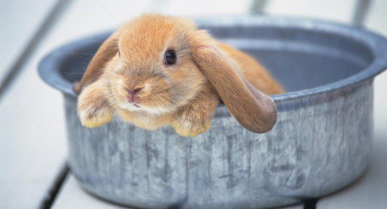 ¿Puedes darle un baño a un conejo?