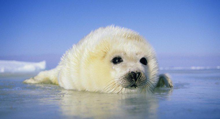 ¿Cuánto tiempo viven las focas de arpa?