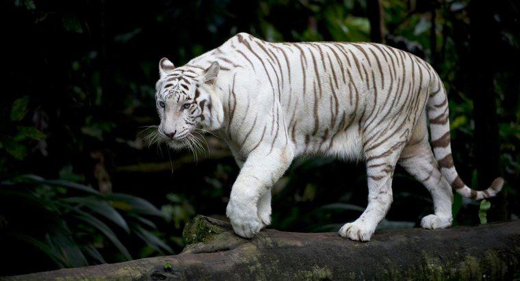 ¿Cuáles son algunos hechos sobre los tigres blancos?
