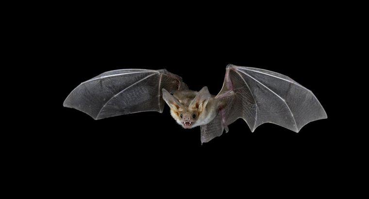 ¿Cómo los murciélagos atrapan a sus presas en la noche?