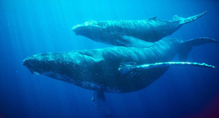 ¿Cuánto tiempo puede una ballena contener su respiración?