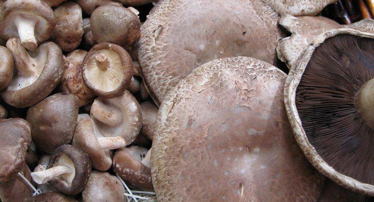 ¿Se puede comer hongos Portobello crudos?