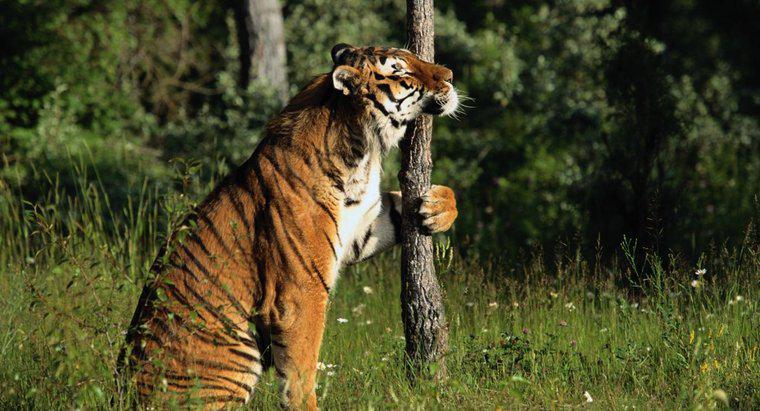 ¿Pueden los tigres trepar a los árboles?