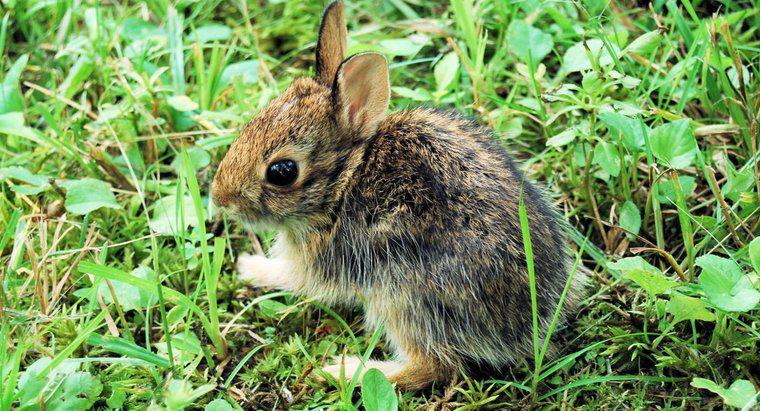 ¿Se puede mantener un conejo bebé salvaje como una mascota?