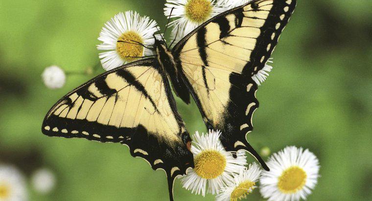 ¿Qué es la vida útil de una mariposa?