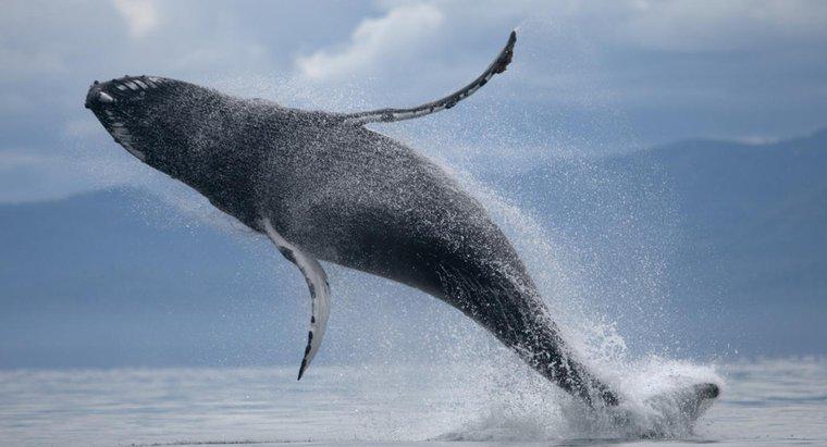 ¿Qué tan grande es el estómago de una ballena?