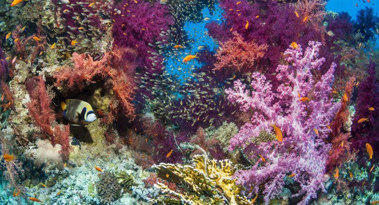 ¿Cuáles son algunos factores bióticos de un arrecife de coral?