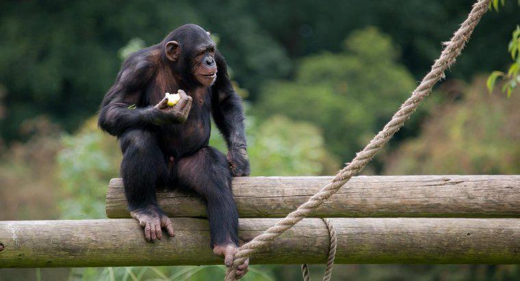 ¿Qué comen los monos en la jungla?