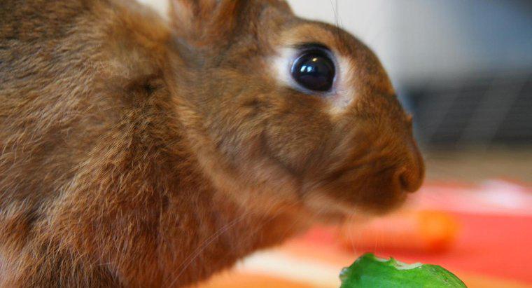 ¿Pueden los conejos comer pepino?