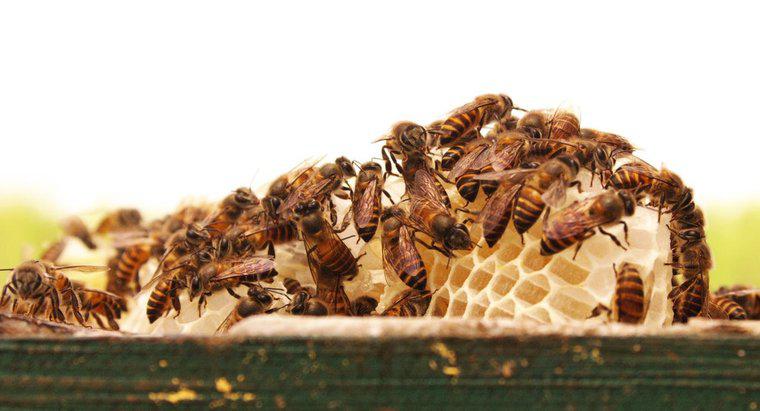 ¿Cómo se llama un grupo de abejas?