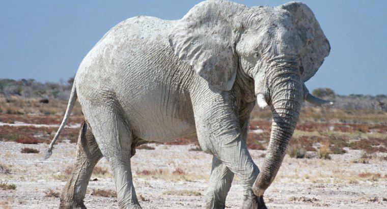 ¿Son los elefantes de la buena suerte un mito?