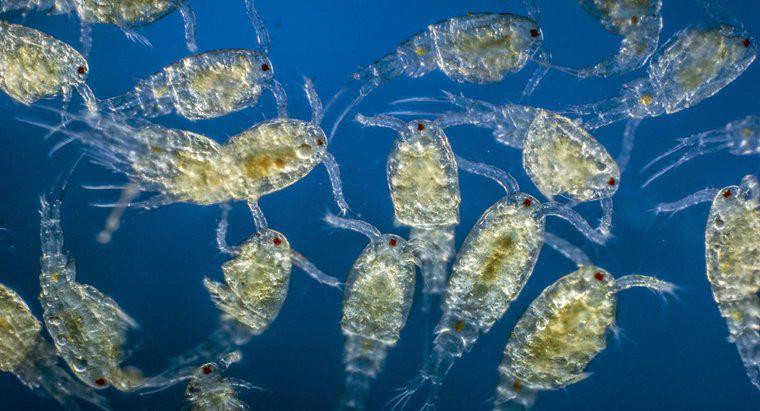 ¿Qué es el zooplancton?