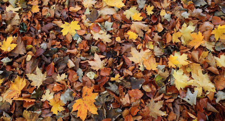 ¿Por qué las hojas se caen de los árboles en otoño?