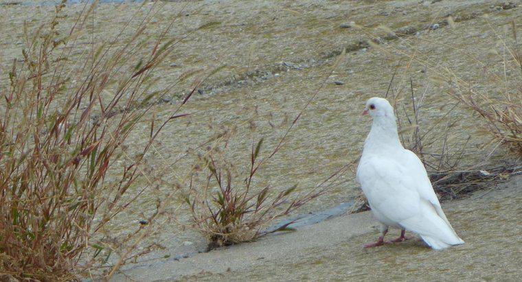 ¿Qué significa ver una paloma blanca?