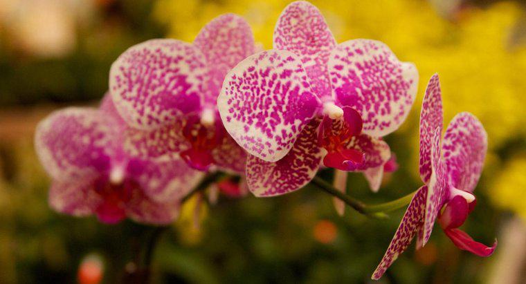 ¿Son las orquídeas venenosas a los gatos?