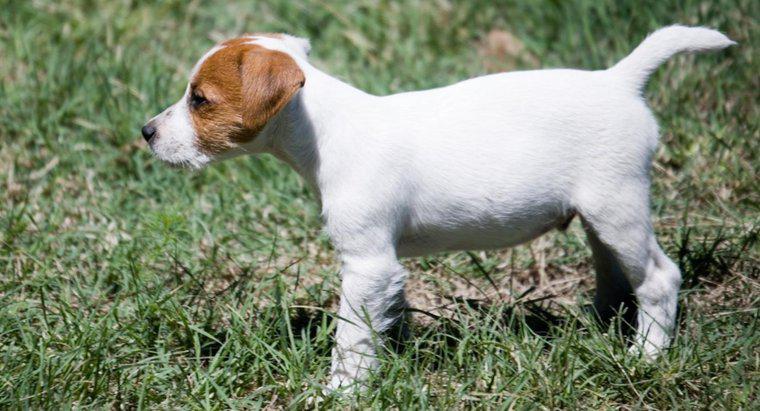 ¿Cuáles son algunos consejos para rescatar a los cachorros de Jack Russell Terrier?