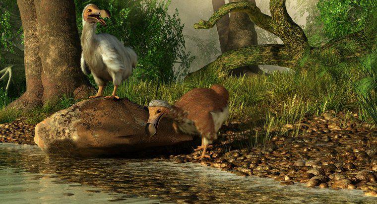 ¿Cuándo se extinguió el dodo?