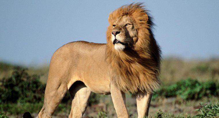 ¿Cuántos leones africanos hay en la naturaleza?
