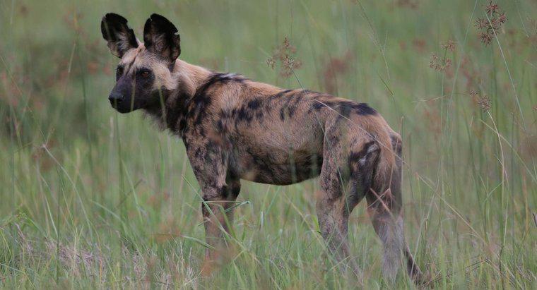 ¿Un perro salvaje africano hace una mascota doméstica adecuada?
